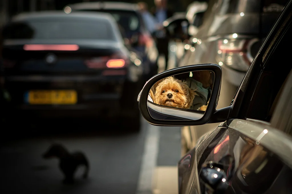 Celebrating the Winners of the International Amateur Photographer of the Year 2025: Top Street Images