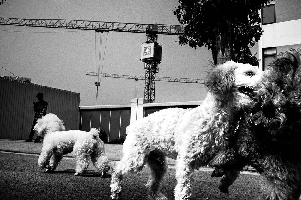 small dogs