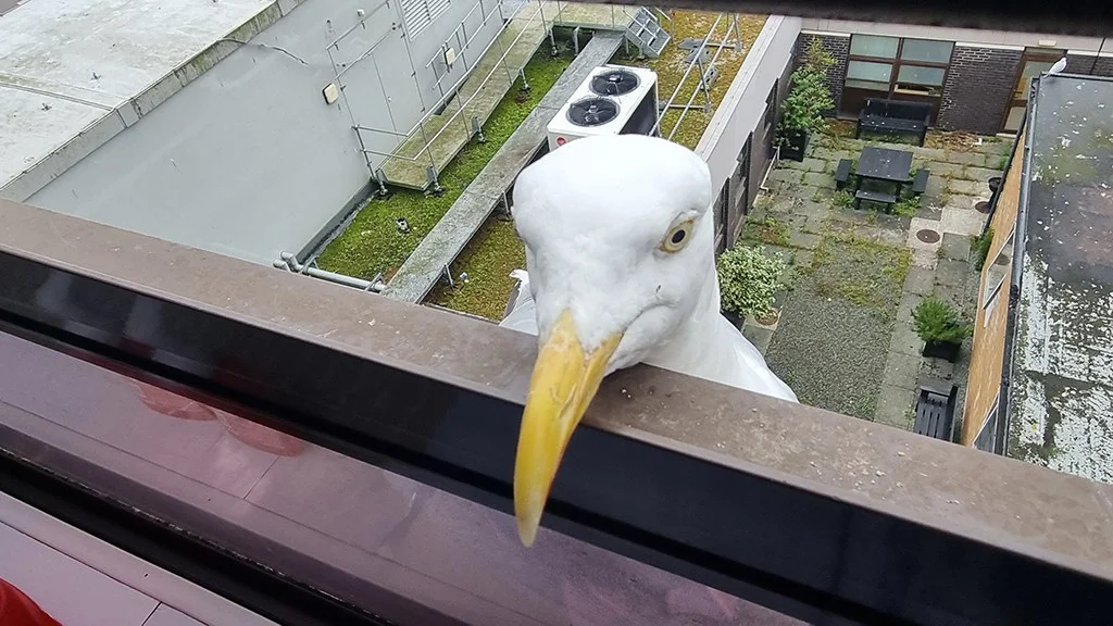 seagull looking over railing