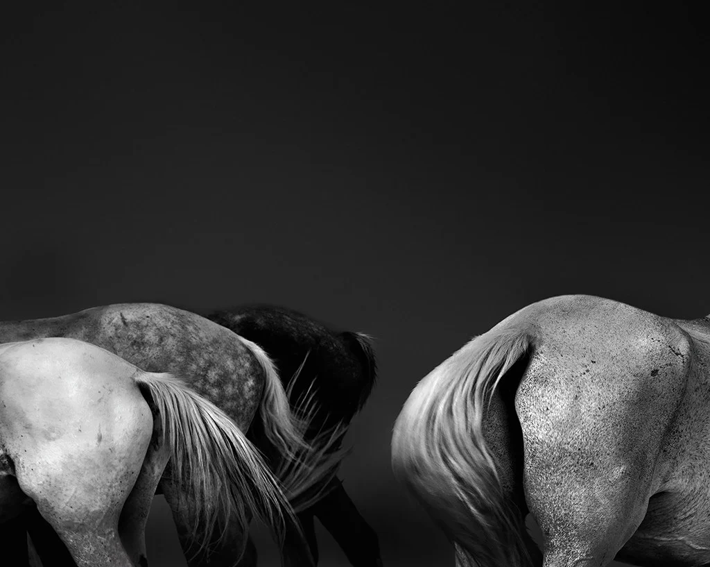 Photograph of a group of horses' backsides