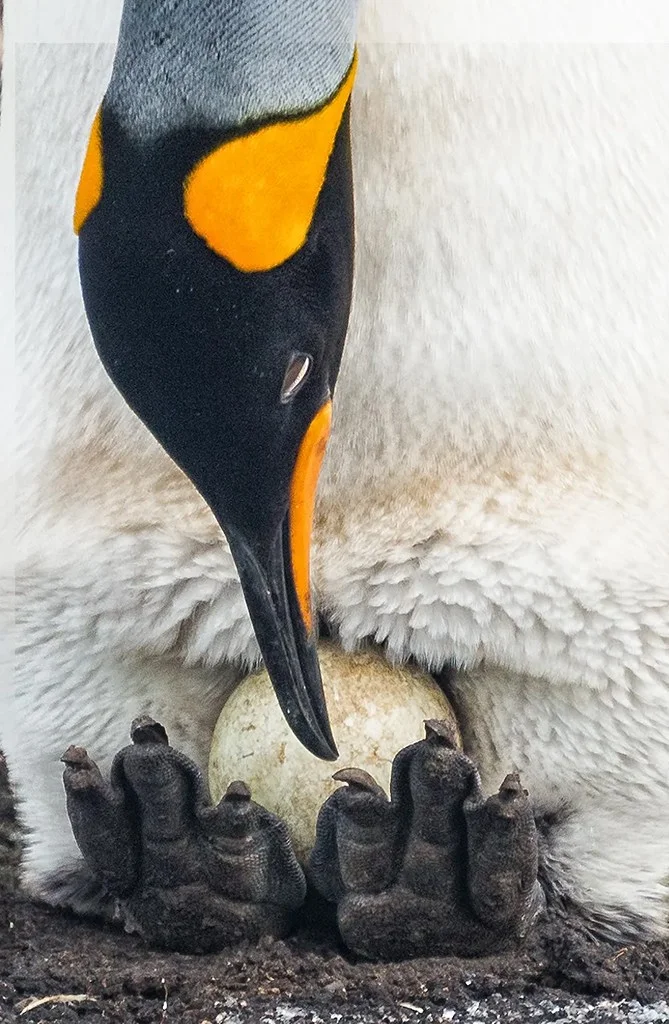 King penguin looking after egg