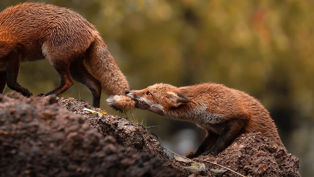 Fox biting the tail of another fox