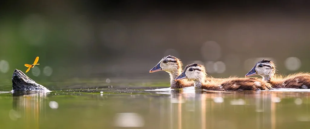 Ducklings looking at a golden dragonfly