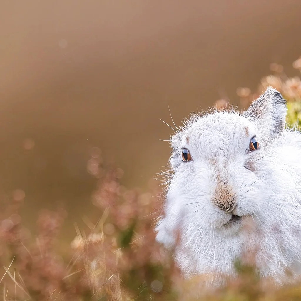 Portrait of a white rabbit