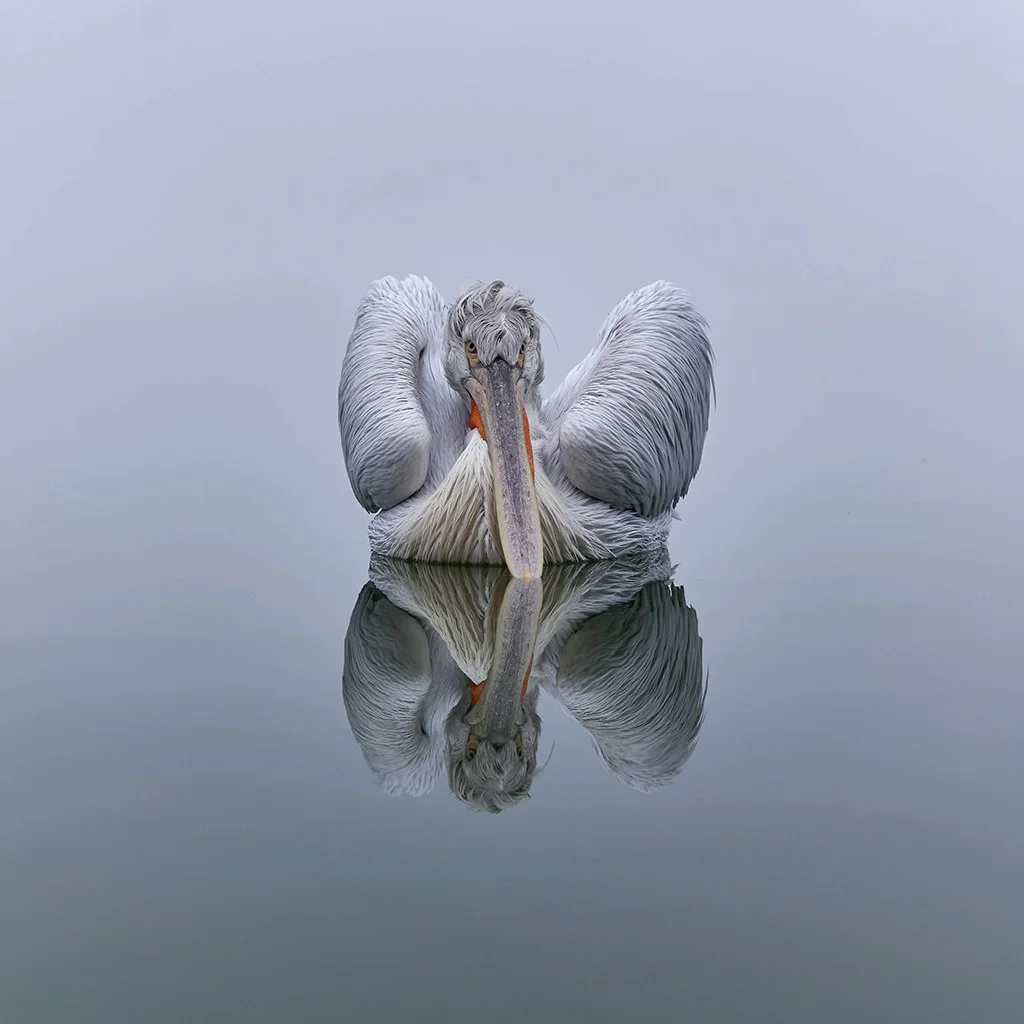 Pelican on water with reflection in still water