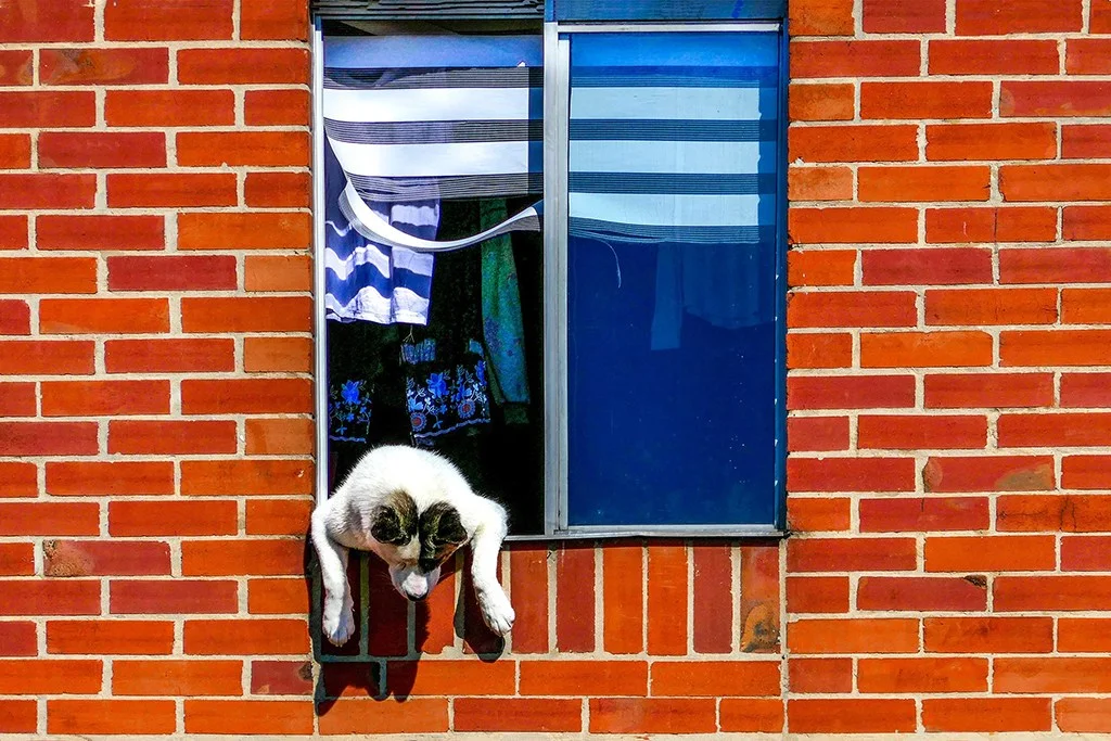 Dog leaning out of a window