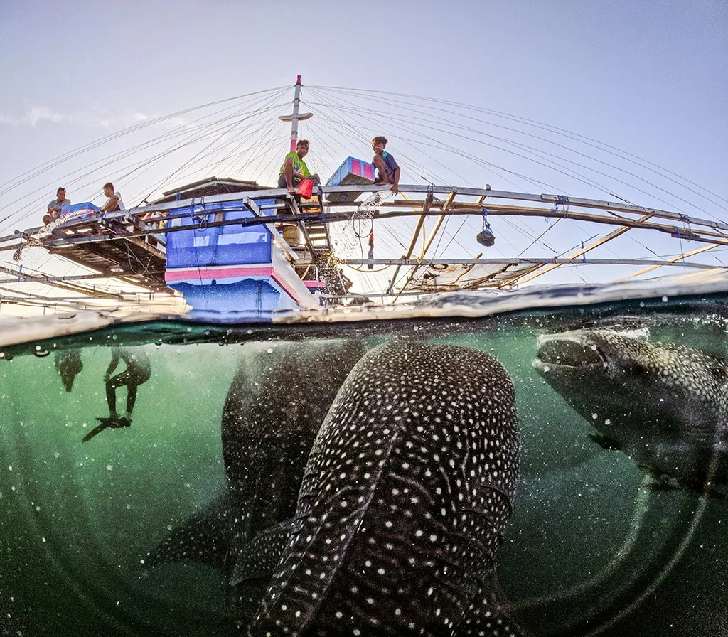 Photo taken in Komodo, Indonesia, as scraps are fed to the whale sharks, showing half underwater, half over