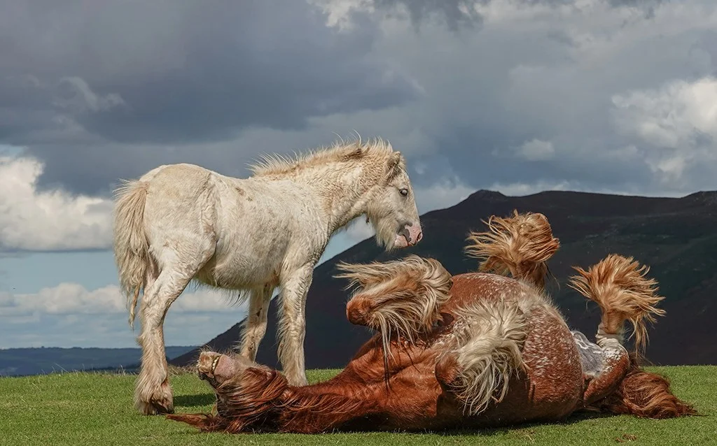 Photograph of two horses rolling on the floor