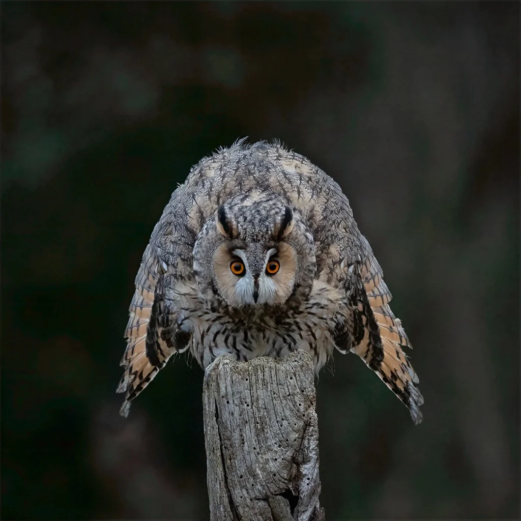 Long-eared owl