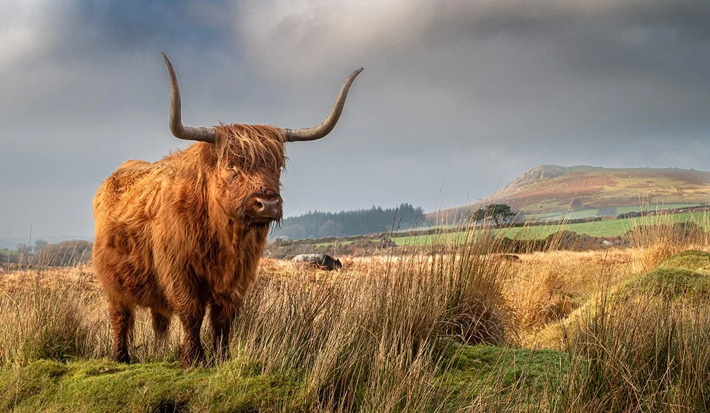 Highland cow in foreground of landscape
