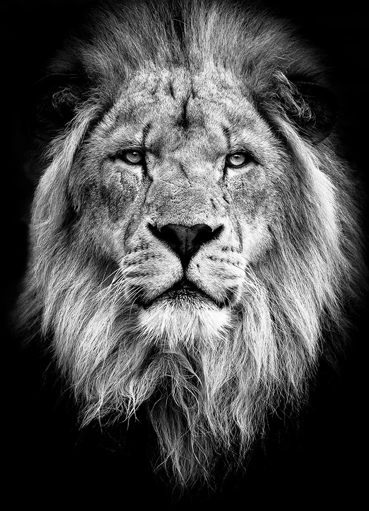 Close-up portrait of a male lion
