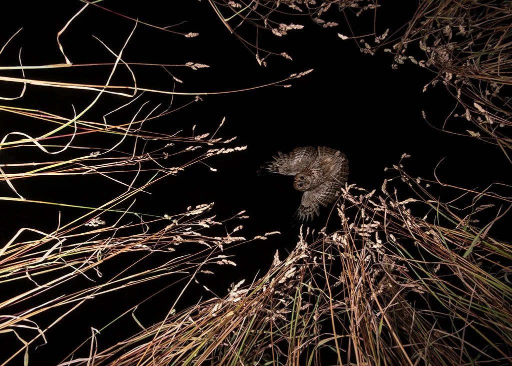 Night image of a flying owl