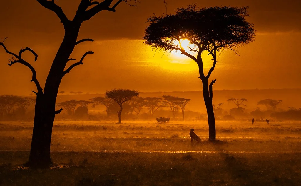 landscape with cheetah silhouette at sunset