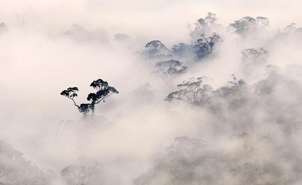 photo from above of trees amongst clouds