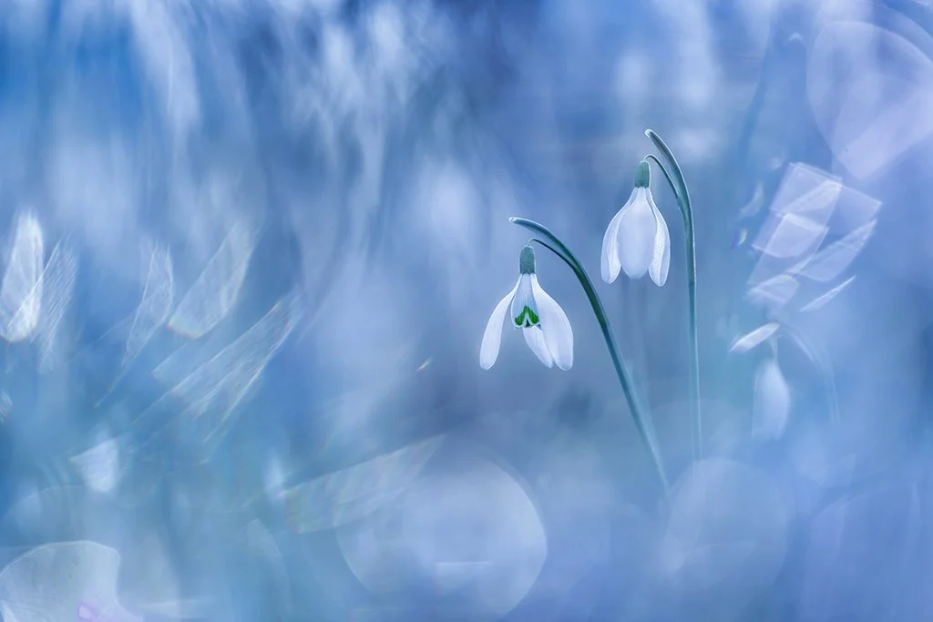 close-up photo of snow drops surrounded by blue