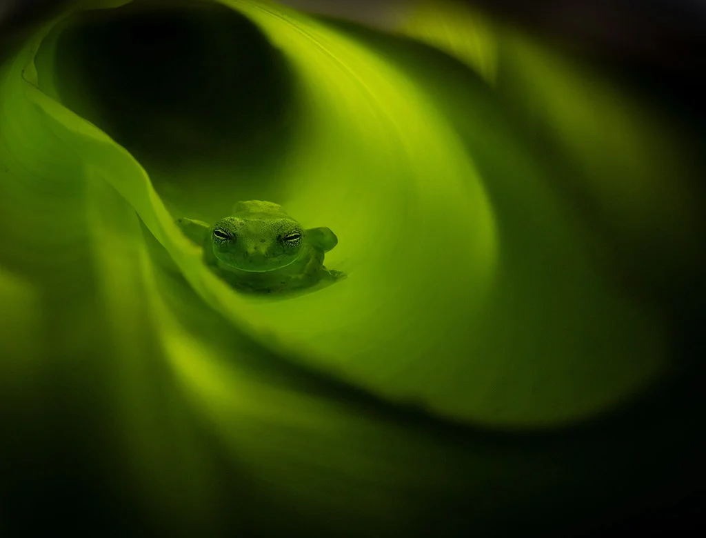 Close-Up Photography Contest Highlights Stunning Macro Masterpieces