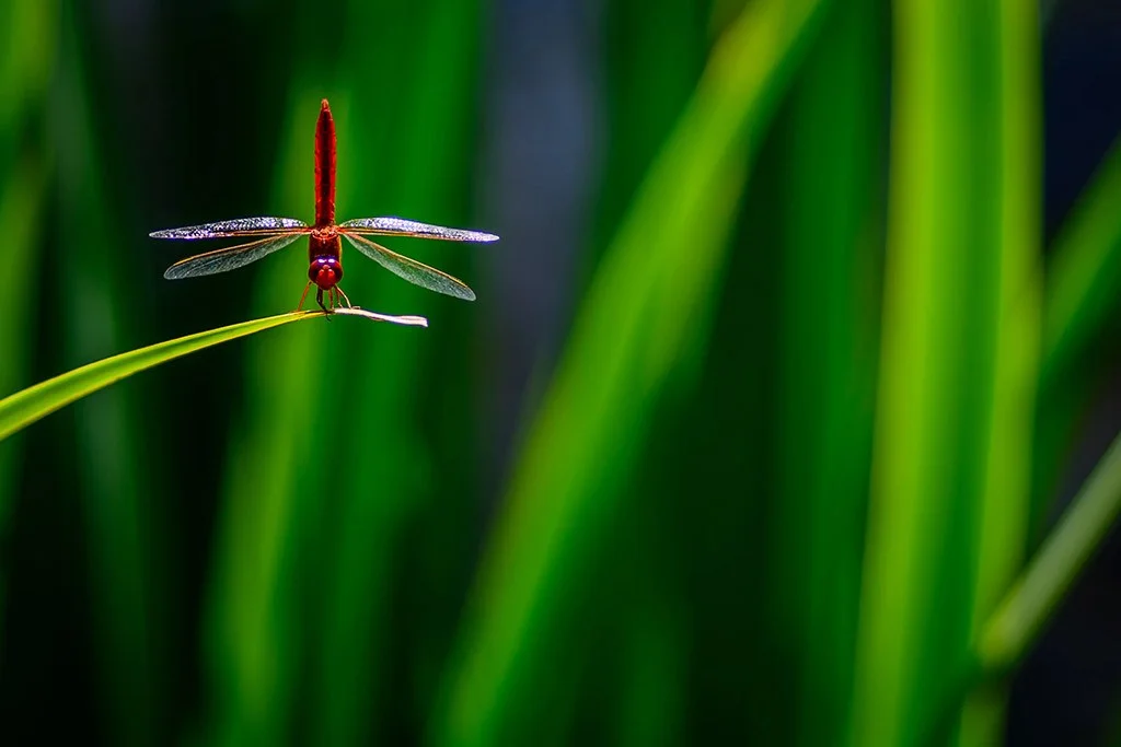 dragonfly hovering on the end of a long leaf