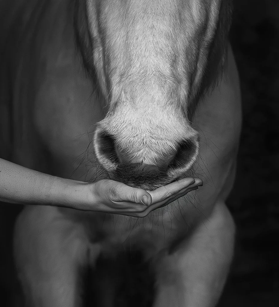 close up black & white photo of a hand under horses mouth