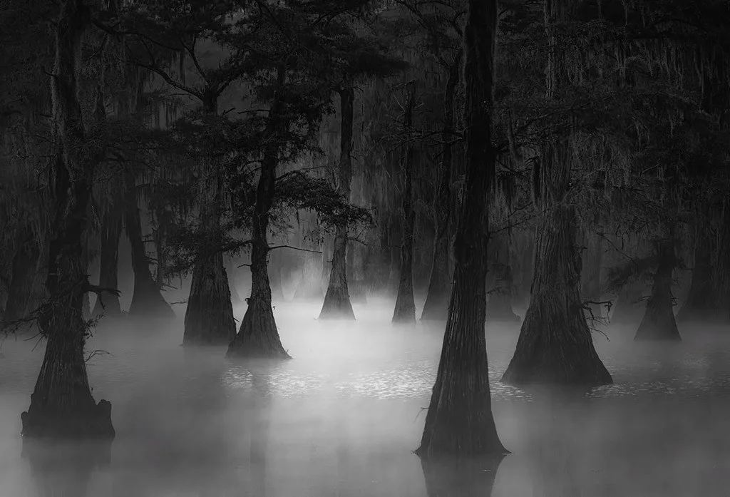 landscape scene of trees in water