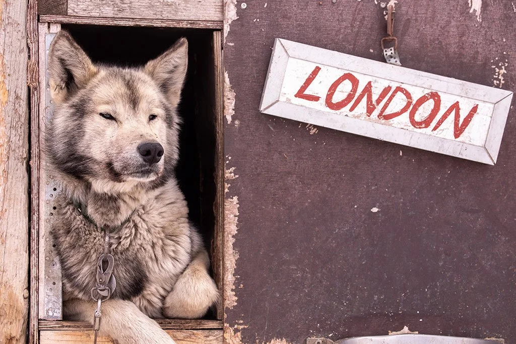 dog in Svalbard leaning out of window next to sign that says London