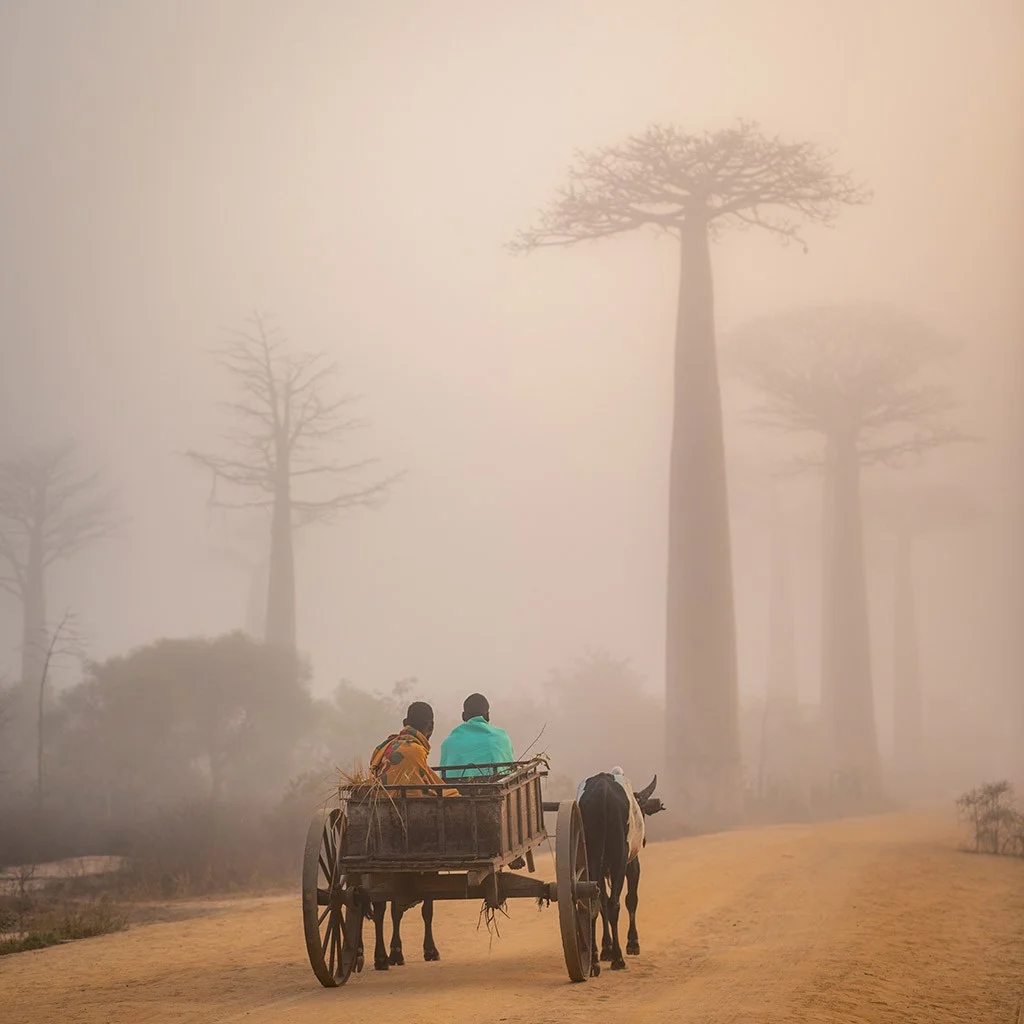people on a cart riding towards baobab trees