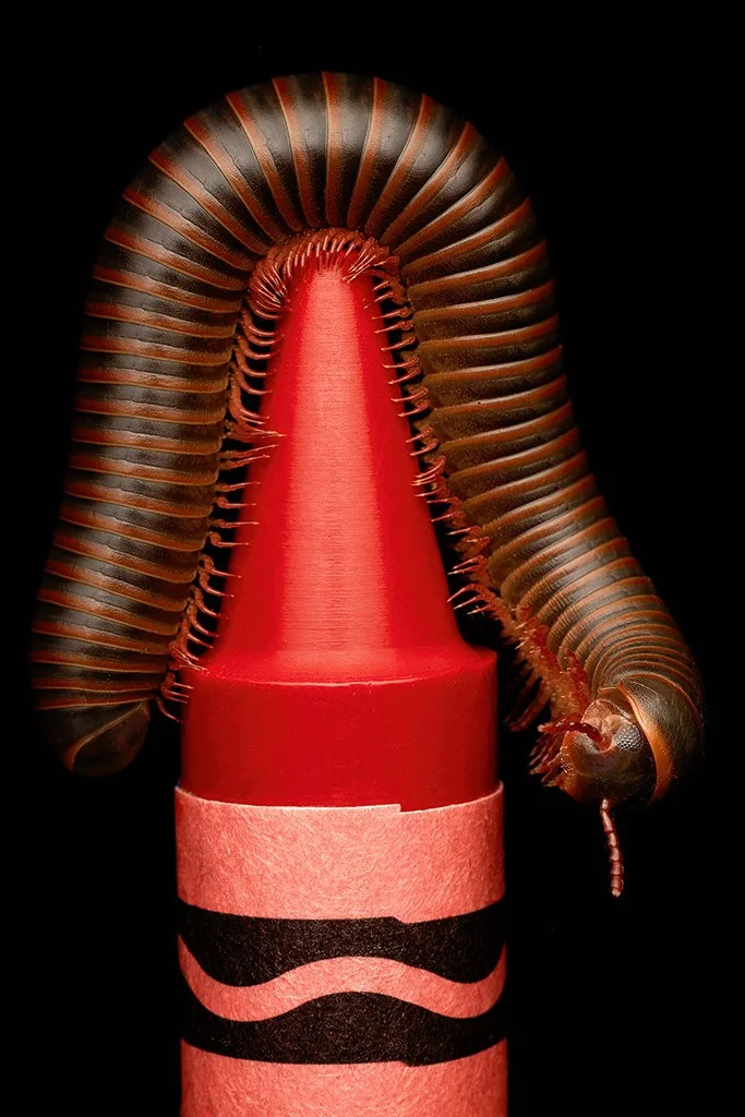 A millipede on a red crayon background