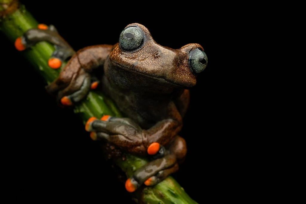 Linda’s treefrog in Ecuador at night