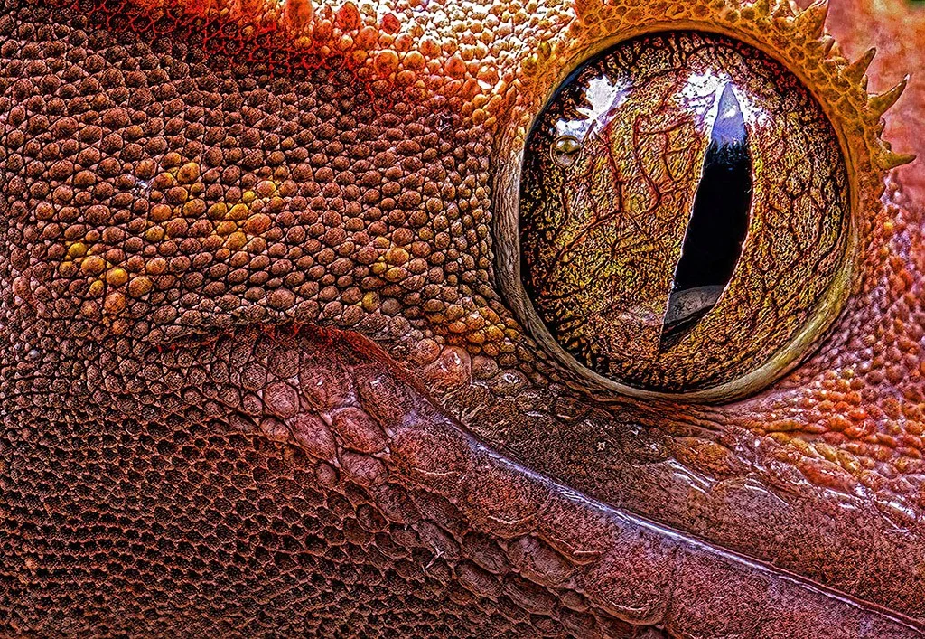 Close-up of a red lizard eye