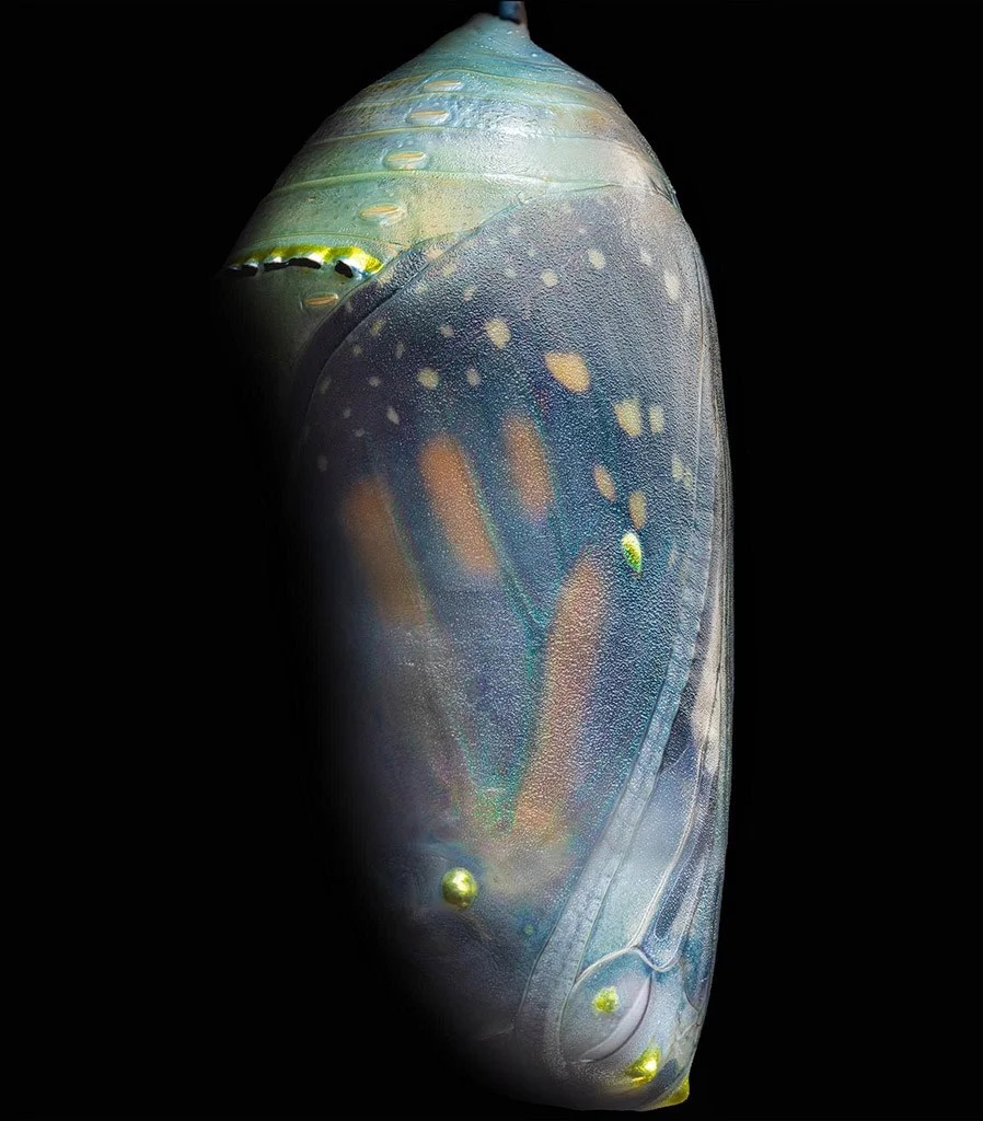 Monarch butterfly emerging from chrysalis
