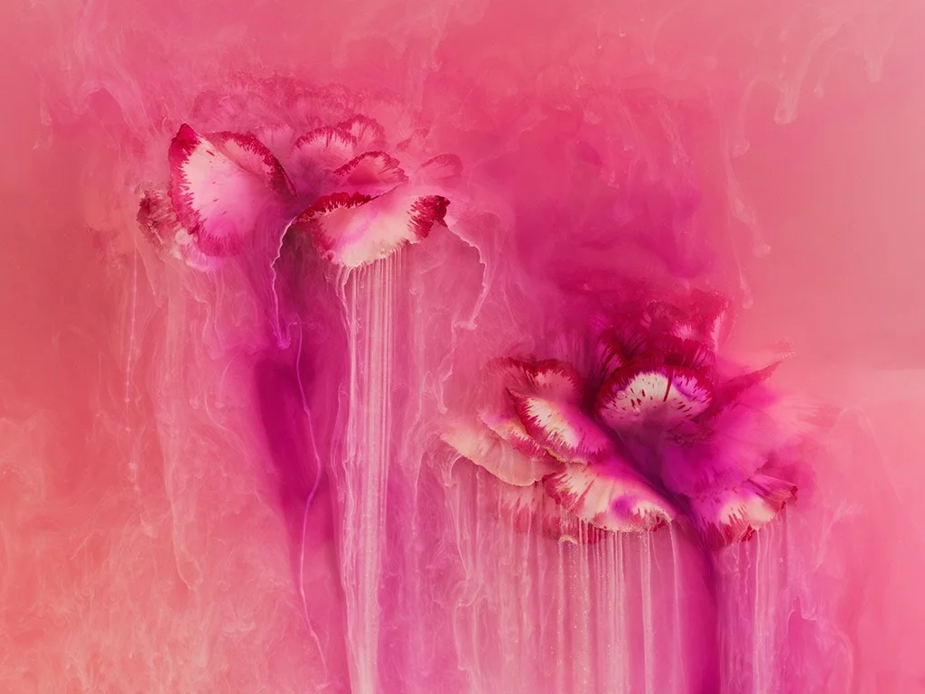 Angi Wallace's winning image of submerged carnation flowers in pink liquid