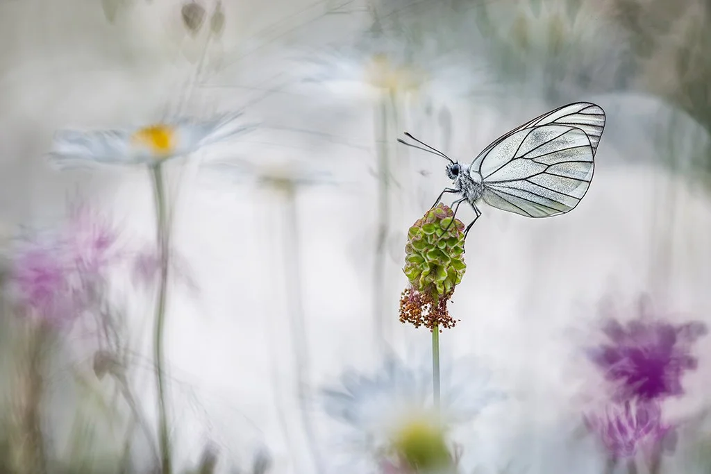 Black-veined white butterfly