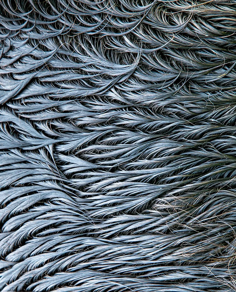 Wet horse hair close-up