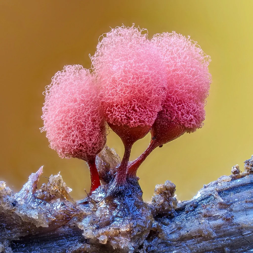Close-up image of Arcyria sp slime mould