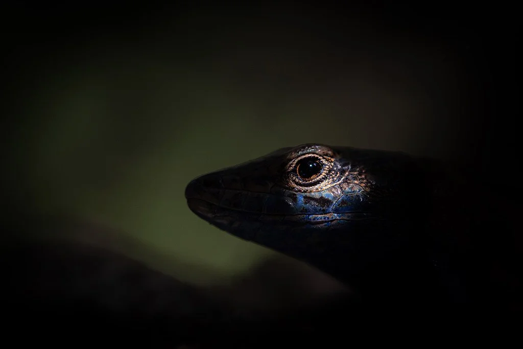 Cabrera lizards in light