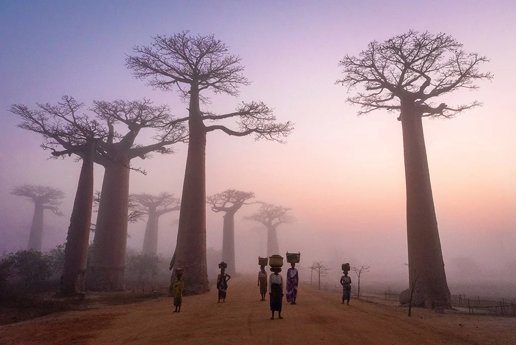 Baobab Alley at Sunrise, APOY 2023 Round Two travel winner