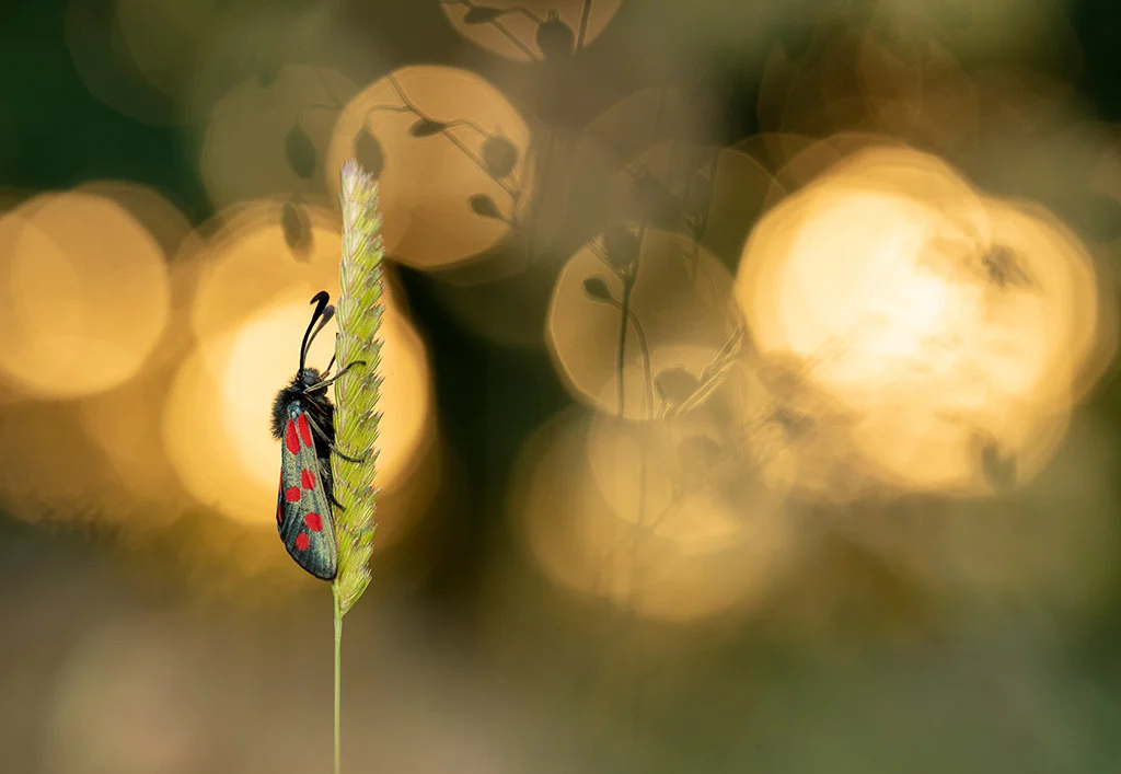 Capture the Beauty: Enter Macro Photography in the 2024 APOY Competition