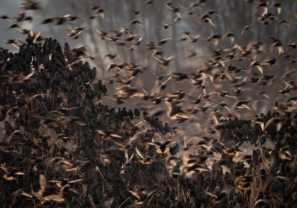 Close-up of starling murmuration