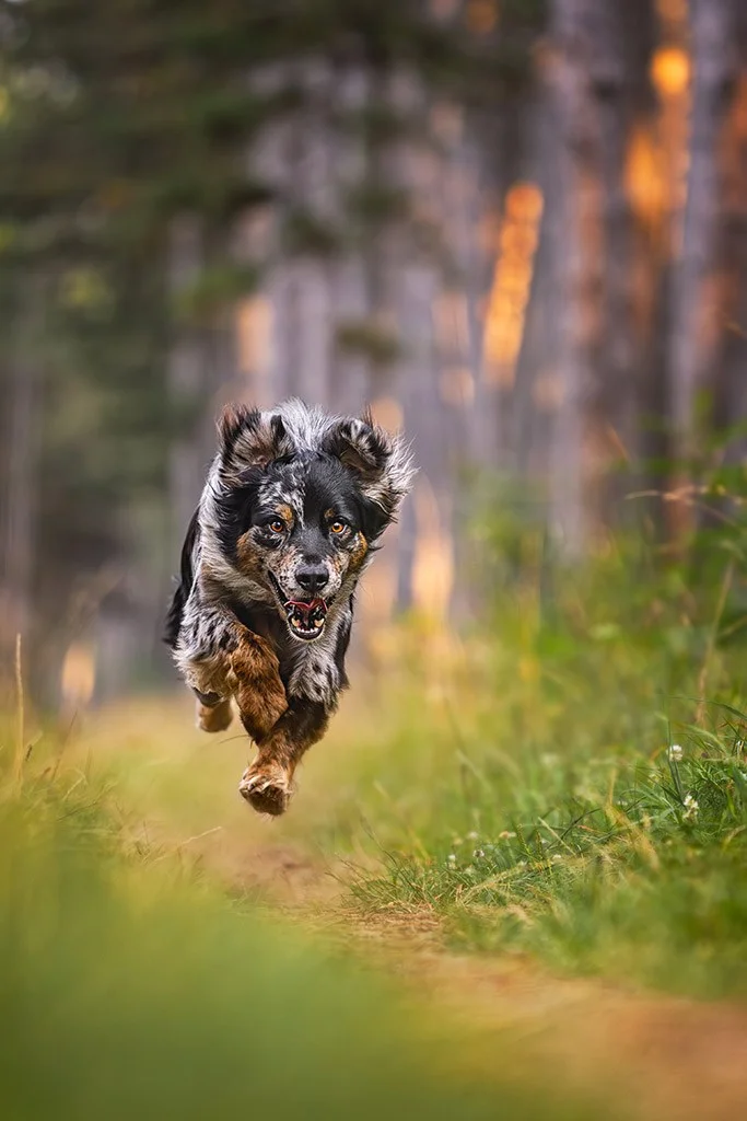 Dog running down a woodland path captured mid-run