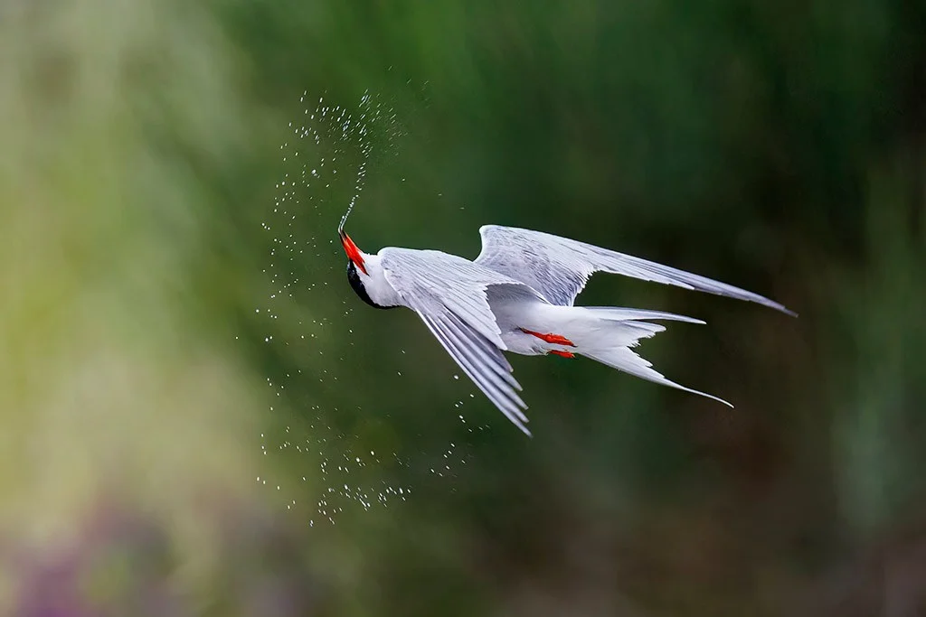 Tern mid-turn spraying water
