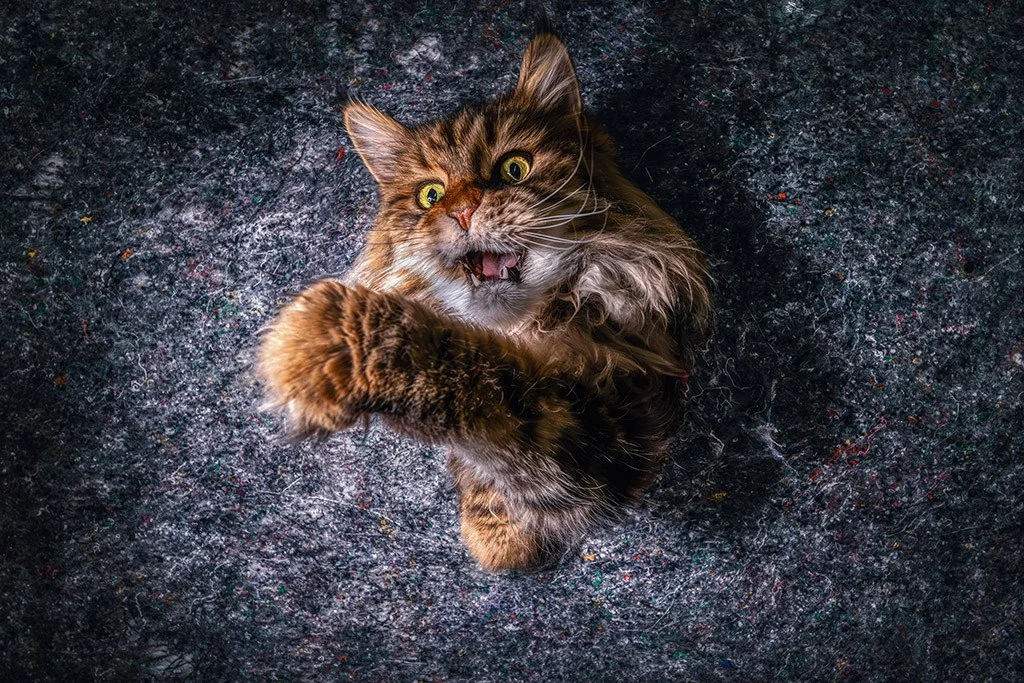ginger long haired cat reaching up towards the camera lens with paws apoy 2024 animal kingdom top ten