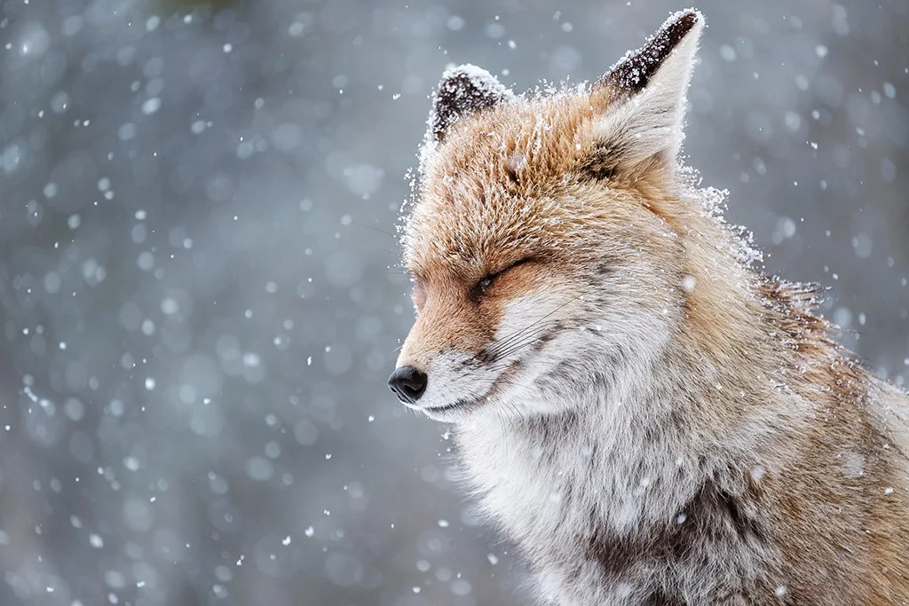 portrait of a fox with eyes closed in the snow winner of animal kingdom amateur photographer of the year round