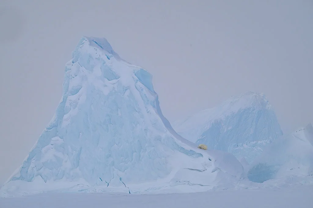 polar bear at the base of a large iceberg