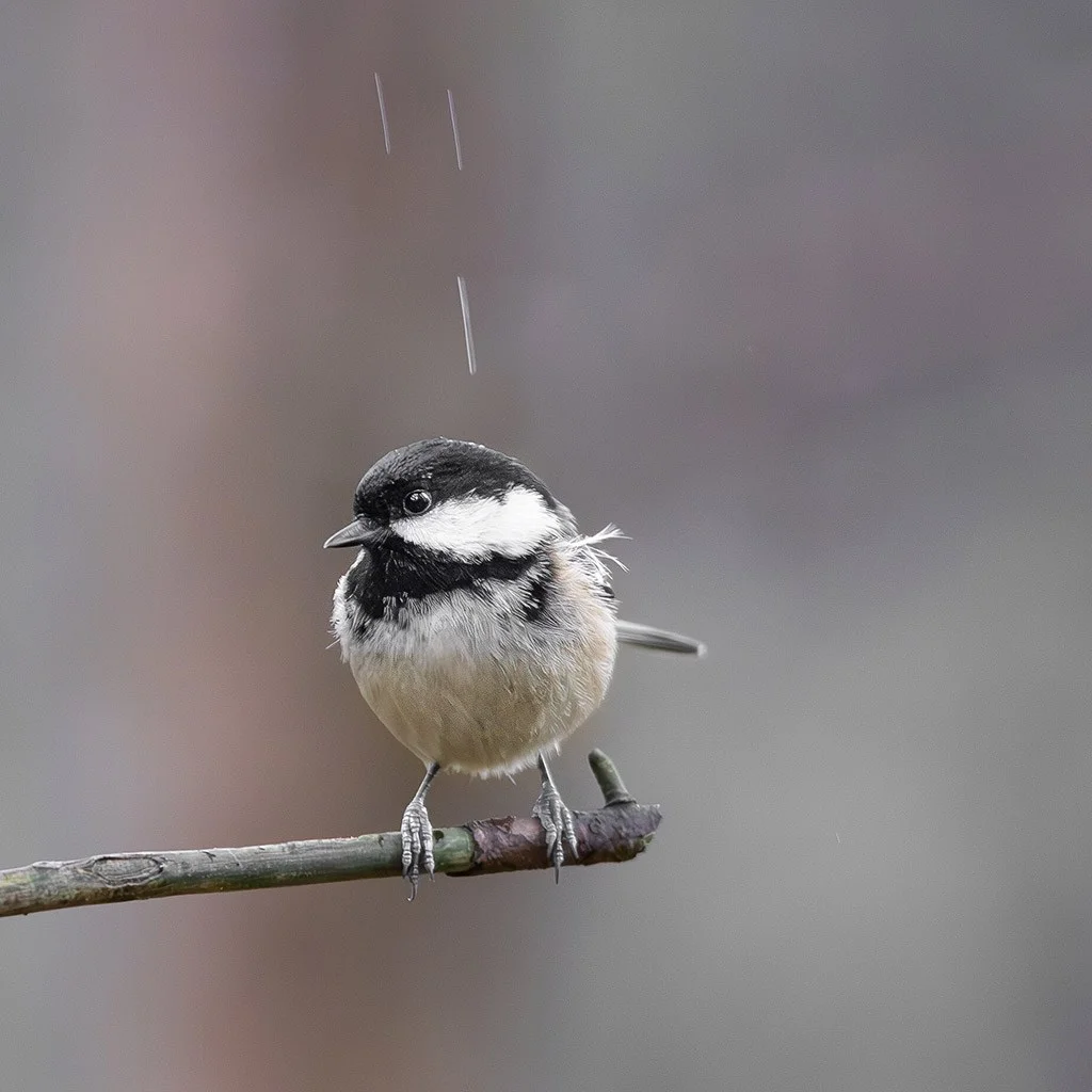 great tit bird perched on a branch