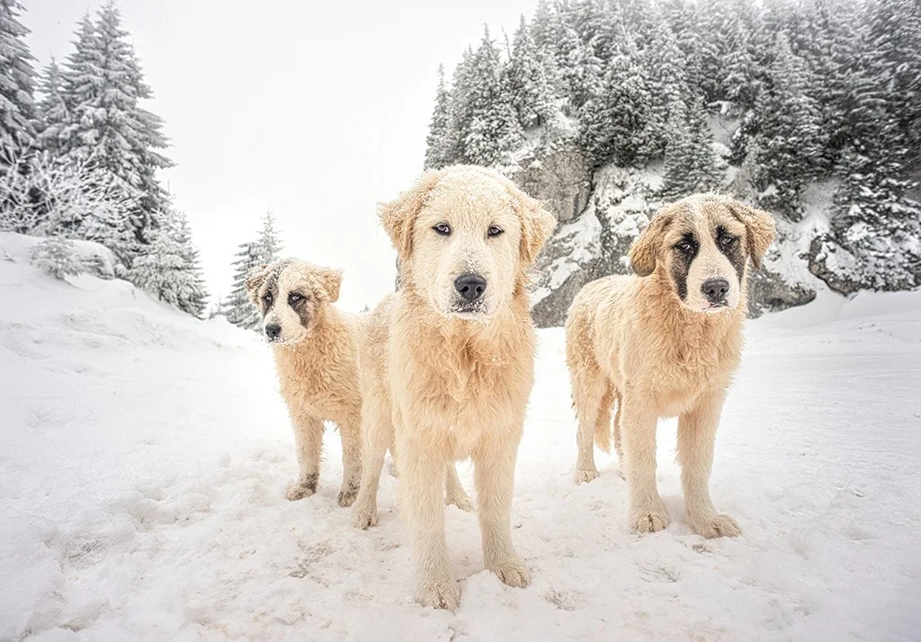 three Romanian shepherd dogs in the show looking curiously