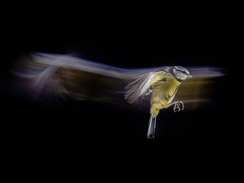 Martin Goff came fifth in last year’s Action APOY round with this creative approach to bird photography blue tit in action long exposure
